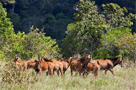 Kenya,Kwale District,Shimba Hills. A herd of Sable antelope (Hippotragus niger) in the Shimba Hills,south of Mombasa. This population of Sable is rated Endangered by IUCN. Foto de stock - Con derechos protegidos, Código: 862-03366788