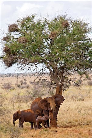 simsearch:862-03366571,k - Kenya,Tsavo West National Park. A cow elephant rubs herself on the trunk of a tree in Tsavo West National Park while her offspring stand nearby. The red hue of their thick skin is the result of them dusting themselves with the distinctive red soil of the area. Foto de stock - Con derechos protegidos, Código: 862-03366780