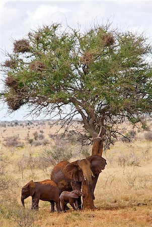 simsearch:862-03366457,k - Kenya, Parc National de Tsavo Ouest. Un éléphant de vache se frotte sur le tronc d'un arbre dans le Parc National de Tsavo Ouest tandis que sa progéniture debout à proximité. La teinte rouge de leur peau épaisse est le résultat d'eux se dépoussiérer avec la terre rouge distinctive de la région. Photographie de stock - Rights-Managed, Code: 862-03366780