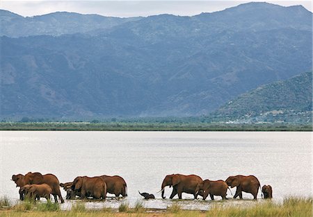 simsearch:862-03366333,k - Kenya,Tsavo West National Park. A herd of elephants (Loxodonta africana) drinks and frolics in Lake Jipe with the Pare Mountains dominating the landscape. The red hue of their thick skin is the result of them dusting themselves with the distinctive red soil of the area. Stock Photo - Rights-Managed, Code: 862-03366782