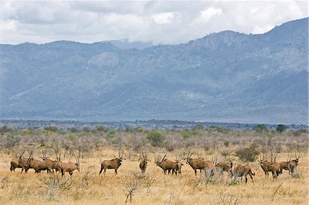 simsearch:862-03890046,k - Kenya, Parc National de Tsavo Ouest. Un troupeau d'oryx à oreilles frange sur les plaines arides du Parc National de Tsavo West, avec les monts Pare qui domine le paysage. Photographie de stock - Rights-Managed, Code: 862-03366783