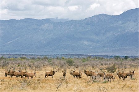 simsearch:862-03366571,k - Kenya,Tsavo West National Park. A herd of fringe-eared oryx on the arid plains of Tsavo West National Park with the Pare Mountains dominating the landscape. Foto de stock - Con derechos protegidos, Código: 862-03366783
