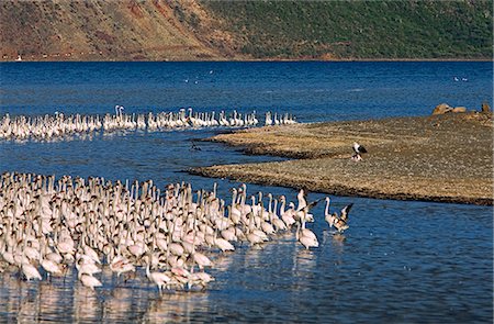 Kenya,Kabarnet,Lake Bogoria. In the late afternoon,a fish eagle devours a lesser flamingo at Lake Bogoria,an alkaline lake in Africa's Great Rift Valley. Fish eagles here have become accustomed to killing flamingo in the absence of fish. Foto de stock - Con derechos protegidos, Código: 862-03366804