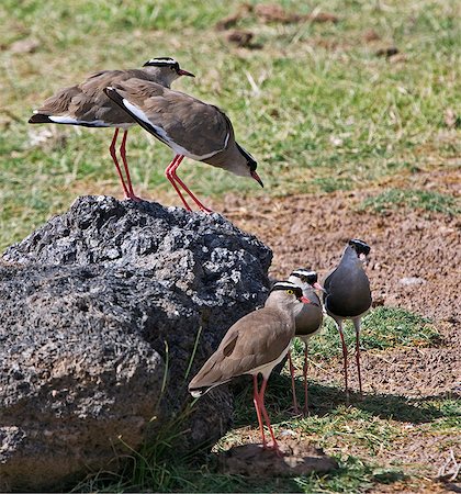 simsearch:862-03366809,k - Kenya,Kajiado District,Amboseli National Park. Crowned plovers (Vanellus coronatus) in Amboseli National Park. Foto de stock - Con derechos protegidos, Código: 862-03366817