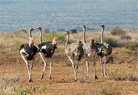 simsearch:862-03366812,k - Kenya,Kajiado District,Amboseli National Park. A small flock of Maasai ostriches (Struthio camelus) in Amboseli National Park. Stock Photo - Rights-Managed, Code: 862-03366818