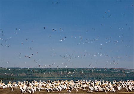 pélican blanc - Kenya, Nakuru, Nakuru National Park. Troupeaux de grands pélicans blancs à côté du lac Nakuru dans le Parc National de Nakuru. Photographie de stock - Rights-Managed, Code: 862-03366810