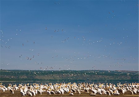 simsearch:862-05998490,k - Kenya, Nakuru, Nakuru National Park. Troupeaux de grands pélicans blancs à côté du lac Nakuru dans le Parc National de Nakuru. Photographie de stock - Rights-Managed, Code: 862-03366810