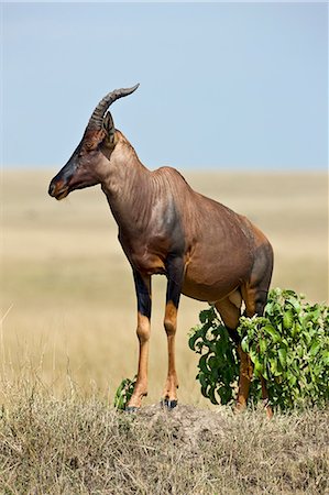 damaliscus korrigum - Kenya, Masai Mara, Masai Mara Game Reserve. Un topi (Damaliscus korrigum) se dresse sur une termitière de surveiller son territoire. Photographie de stock - Rights-Managed, Code: 862-03366827