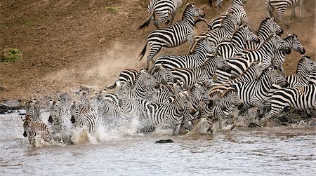 Kenya, Masai Mara, Masai Mara Game Reserve. Un troupeau de panique de zèbres (Equus quagga) commun à la rivière Mara. Photographie de stock - Rights-Managed, Code: 862-03366823
