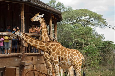 Kenya, Nairobi, Langata Giraffe Centre. Touristes peuvent main nourrir la girafe à hauteur des yeux de la girafe au Centre Langata Giraffe. Photographie de stock - Rights-Managed, Code: 862-03366838