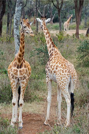 Kenya, Nairobi, Langata Giraffe Centre. Deux girafes Reticulatedi être solidaires. Photographie de stock - Rights-Managed, Code: 862-03366847