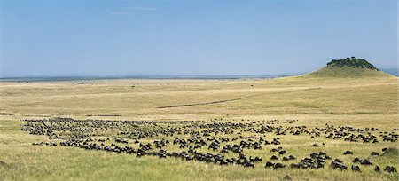 Kenya,Masai Mara,Narok District. Long columns of wildebeest zigzag through open grassy plains during the annual Wildebeest migration from the Serengeti National Park in Northern Tanzania to the Masai Mara National Reserve in Southern Kenya. Foto de stock - Con derechos protegidos, Código: 862-03366858