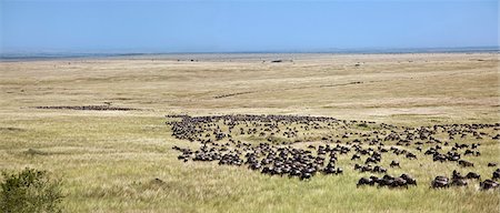 Kenya,Masai Mara,Narok District. Long columns of wildebeest zigzag through open grassy plains during the annual Wildebeest migration from the Serengeti National Park in Northern Tanzania to the Masai Mara National Reserve in Southern Kenya. Foto de stock - Con derechos protegidos, Código: 862-03366859