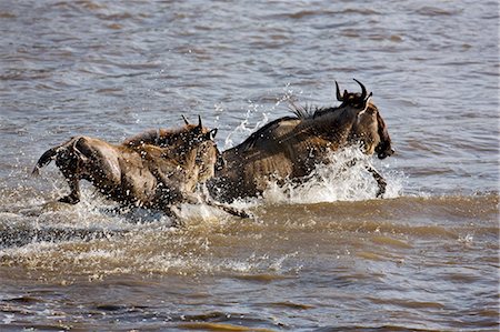 simsearch:862-03366924,k - District de Narok Kenya, Masai Mara. Gnou plonge sur la rivière Mara au cours de leur migration annuelle du Parc National du Serengeti en Tanzanie du Nord à la réserve nationale de Masai Mara au Kenya du Sud. Photographie de stock - Rights-Managed, Code: 862-03366864