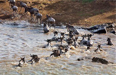 District de Narok Kenya, Masai Mara. Un jeune gnou traverser la rivière Mara au cours de leur migration annuelle du Parc National du Serengeti en Tanzanie du Nord à la réserve nationale de Masai Mara au Kenya du Sud, est attaqué par deux crocodiles. Photographie de stock - Rights-Managed, Code: 862-03366865