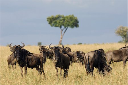 Kenya, Masai Mara National Reserve. Gnu barbe blanche ou gnous sur les plaines de Masai Mara. Photographie de stock - Rights-Managed, Code: 862-03366867