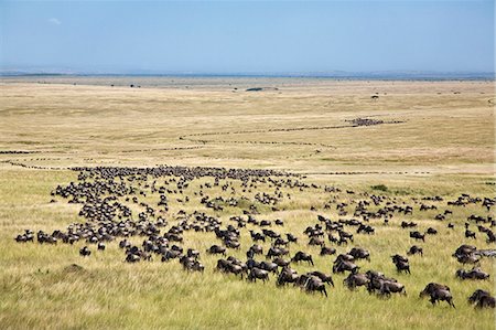 Kenya, Masai Mara, District de Narok. Longues colonnes de gnous en zigzag à travers les plaines herbeuses ouvertes lors de la migration annuelle des gnous du Parc National du Serengeti en Tanzanie du Nord à la réserve nationale de Masai Mara au Kenya du Sud. Photographie de stock - Rights-Managed, Code: 862-03366860