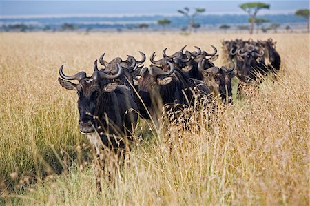 simsearch:862-07910223,k - District de Narok Kenya, Masai Mara. Une colonne de gnous se déplace dans l'herbe longue au cours de la migration annuelle des gnous du Parc National du Serengeti en Tanzanie du Nord à la réserve nationale de Masai Mara au Kenya du Sud. Photographie de stock - Rights-Managed, Code: 862-03366861