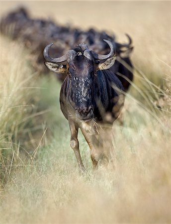 simsearch:862-07910219,k - District Narok, Kenya, Maasai Mara. Depuis le Parc National du Serengeti en Tanzanie du Nord une colonne de gnous se déplace à travers de longues herbes lors de la migration annuelle des gnous à la réserve nationale du Masai Mara dans le sud du Kenya. Photographie de stock - Rights-Managed, Code: 862-03366862