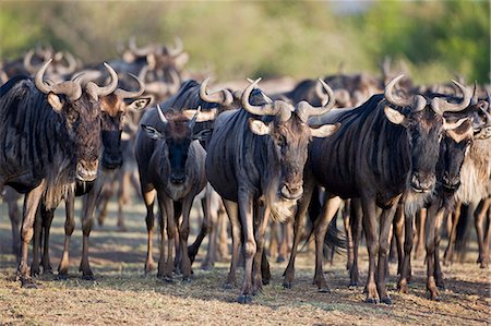 Kenya,Maasai Mara,Narok district. Wildebeest congregate near the Mara River during their annual migration from the Serengeti National Park in Northern Tanzania to the Masai Mara National Reserve in Southern Kenya. Stock Photo - Rights-Managed, Code: 862-03366863