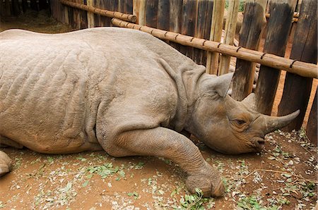 Kenya, Nairobi, David Sheldrick Wildlife Trust. Un rhinocéros noirs orphelins repose dans son enceinte à la David Sheldrick Wildlife Trust où il va se développer et se renforcer avant d'être relâché dans la nature. Photographie de stock - Rights-Managed, Code: 862-03366876