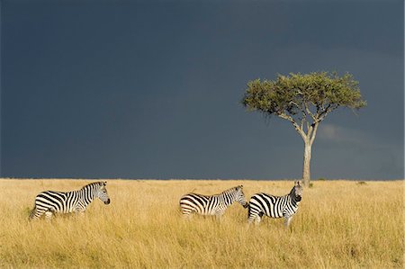 Kenya, Masai Mara National Reserve. Zèbre de Burchell sur les plaines de Masaï Mara sous un ciel orageux. Photographie de stock - Rights-Managed, Code: 862-03366880