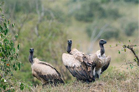 Kenya,Masai Mara. Whitebacked vultures. Stock Photo - Rights-Managed, Code: 862-03366891