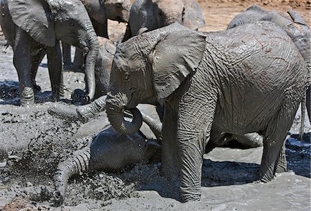 Kenya,Tsavo East,Ithumba. Young elephants enjoy a mud bath at Ithumba where the David Sheldrick Wildlife Trust runs a very important unit for orphans. Stock Photo - Rights-Managed, Code: 862-03366909