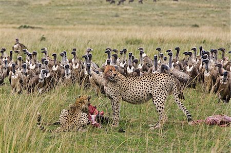 Kenya,Maasai Mara,Narok district. Two cheetahs feast on a young wildebeest they killed in the Masai Mara National Reserve of Southern Kenya while vultures wait their turn for the leftovers. Stock Photo - Rights-Managed, Code: 862-03366901