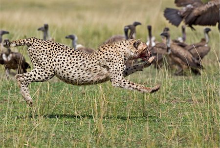 simsearch:862-03366998,k - A cheetah sees off vultures which encroach on its kill in the Masai Mara National Reserve of Southern Kenya. Foto de stock - Con derechos protegidos, Código: 862-03366902