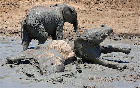 Kenya,Tsavo East,Ithumba. Young elephants enjoy a mud bath at Ithumba where the David Sheldrick Wildlife Trust runs a very important unit for orphans. Foto de stock - Con derechos protegidos, Código: 862-03366914