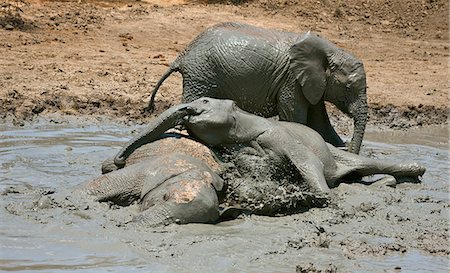 Kenya,Tsavo East,Ithumba. Young elephants enjoy a mud bath at Ithumba where the David Sheldrick Wildlife Trust runs a very important unit for orphans. Foto de stock - Con derechos protegidos, Código: 862-03366915