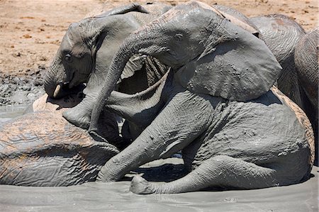 Kenya,Tsavo East,Ithumba. Young elephants enjoy a mud bath at Ithumba where the David Sheldrick Wildlife Trust runs a very important unit for orphans. Foto de stock - Con derechos protegidos, Código: 862-03366910