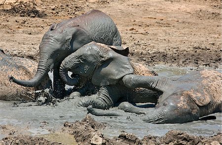 Kenya,Tsavo East,Ithumba. Young elephants enjoy a mud bath at Ithumba where the David Sheldrick Wildlife Trust runs a very important unit for orphans. Stock Photo - Rights-Managed, Code: 862-03366911