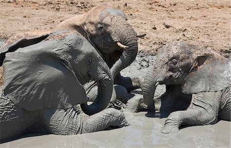 Kenya,Tsavo East,Ithumba. Young elephants enjoy a mud bath at Ithumba where the David Sheldrick Wildlife Trust runs a very important unit for orphans. Foto de stock - Con derechos protegidos, Código: 862-03366912