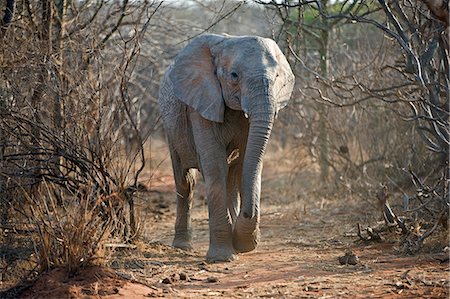 simsearch:862-03366932,k - Kenya, Tsavo est, Ithumba. Un jeune éléphant traverse le pays de la brousse sèche à Ithumba où le David Sheldrick Wildlife Trust gère une unité très importante pour les orphelins. Photographie de stock - Rights-Managed, Code: 862-03366924