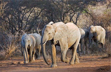 Kenya,Tsavo East,Ithumba. Young elephants walk through the dry bush country at Ithumba where the David Sheldrick Wildlife Trust runs a very important unit for orphans. Stock Photo - Rights-Managed, Code: 862-03366925