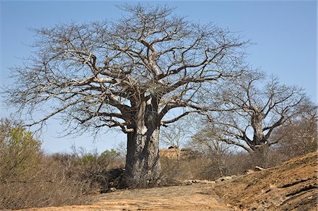 simsearch:862-03366924,k - Kenya, Tsavo est, Ithumba. Énormes baobabs, quelques mille ans, prospèrent dans le pays de la brousse sèche à Ithumba dans la partie nord du Parc National de Tsavo East. Photographie de stock - Rights-Managed, Code: 862-03366926