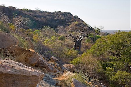 simsearch:862-03366932,k - Kenya, Tsavo est, Ithumba. Énormes baobabs, quelques mille ans, prospèrent dans le pays de bush rocheux et sec à Ithumba dans la partie nord du Parc National de Tsavo East. Photographie de stock - Rights-Managed, Code: 862-03366928