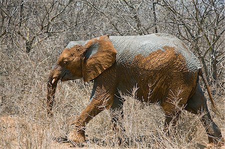 simsearch:862-03366929,k - Kenya, Tsavo est, Ithumba. Un jeune éléphant a roulé dans la poussière après avoir profité d'un bain de boue à Ithumba où le David Sheldrick Wildlife Trust gère une unité très importante pour les orphelins. Photographie de stock - Rights-Managed, Code: 862-03366920