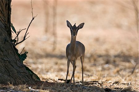 simsearch:862-03366929,k - Kenya, Tsavo est, Ithumba. Un dikdik à Ithumba dans le secteur nord du Parc National de Tsavo East. Photographie de stock - Rights-Managed, Code: 862-03366931