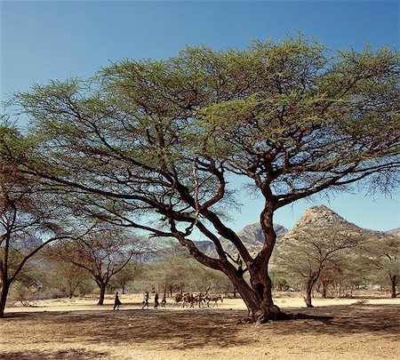 donkeys africa - Kenya,Maralal,Barsaloi. Samburu women drive their donkeys to wells in the low-lying semi-arid areas of Maralal District. Stock Photo - Rights-Managed, Code: 862-03366942