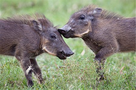 simsearch:862-03366966,k - Kenya,Narok district,Masai Mara. Two warthog piglets play in Masai Mara National Reserve. Foto de stock - Direito Controlado, Número: 862-03366969