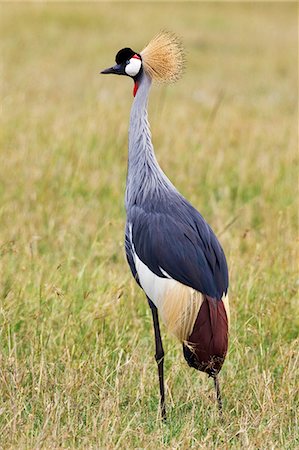 simsearch:862-03366966,k - Kenya,Narok district,Masai Mara. A crowned crane in Masai Mara National Reserve. Foto de stock - Direito Controlado, Número: 862-03366963