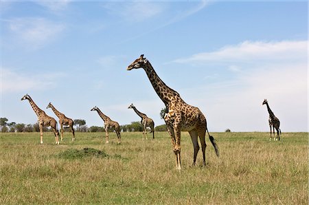 simsearch:862-03366966,k - Kenya,Narok district,Masai Mara. A herd of Maasai giraffes in Masai Mara National Reserve. Foto de stock - Direito Controlado, Número: 862-03366974