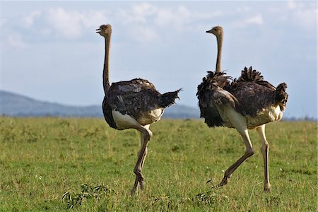 simsearch:862-08090854,k - Kenya,Narok district,Masai Mara. Two Maasai ostrich hens in Masai Mara National Reserve. Foto de stock - Con derechos protegidos, Código: 862-03366975