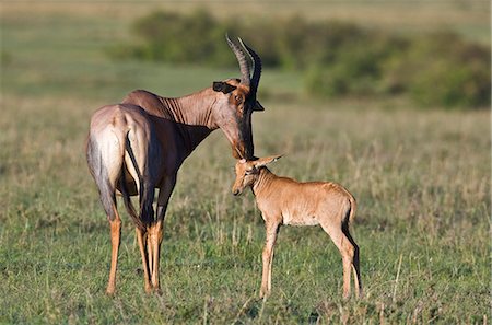 damaliscus korrigum - Kenya, district de Narok, Masai Mara. Une antilope Topi et la progéniture dans la réserve nationale de Masai Mara. Photographie de stock - Rights-Managed, Code: 862-03366976