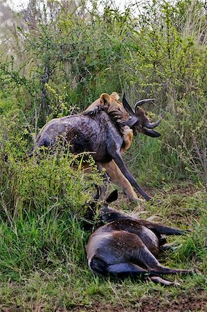 simsearch:862-03367014,k - Kenya, district de Narok, Masai Mara. Une lionne tue deux gnous dans la réserve nationale de Masai Mara. Photographie de stock - Rights-Managed, Code: 862-03366981