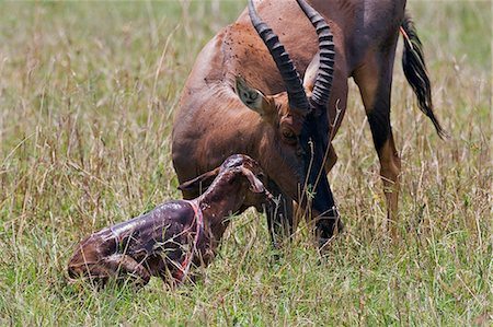 simsearch:862-03366998,k - Kenya,Narok district,Masai Mara. A Topi antelope and newborn calf in Masai Mara National Reserve. Foto de stock - Con derechos protegidos, Código: 862-03366999