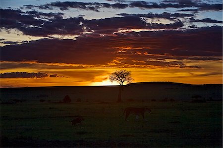 female lion with cubs - Kenya,Narok district,Masai Mara. Sunset in Masai Mara National Reserve with a lioness and her cubs in the foreground. Stock Photo - Rights-Managed, Code: 862-03366991